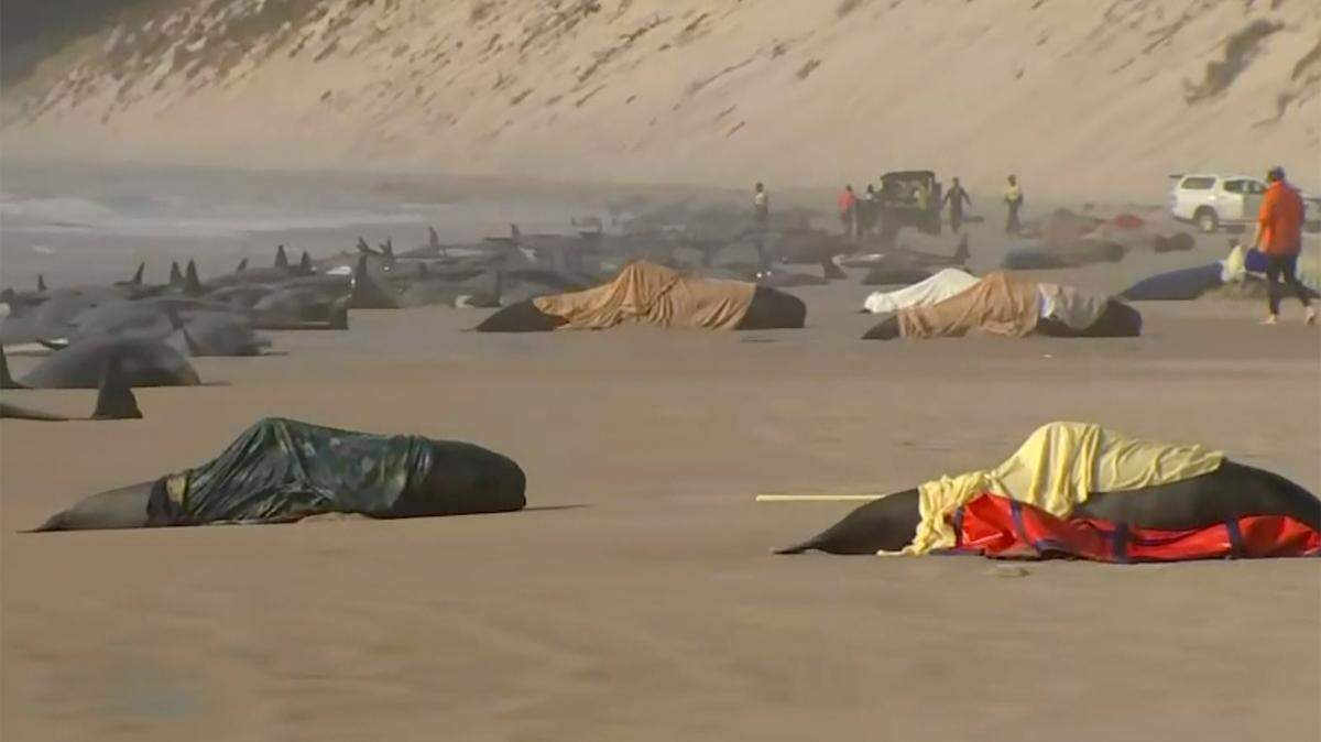 A pod of about 230 pilot whales beached themselves in Australia, prompting rescue efforts at the same Tasmanian beach of a mass stranding two years ago. Why?