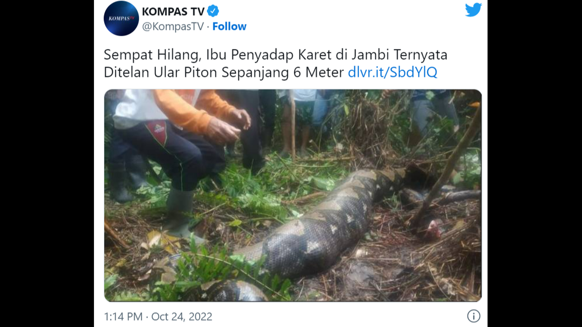 A 54-year-old woman was found inside the stomach of a 22-foot python, Indonesian police say.