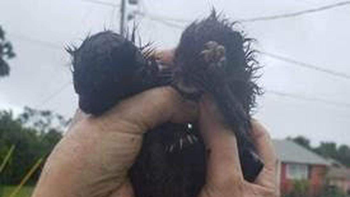 During Dorian, these police groups rescued helpless animals. Now, there’s a reward