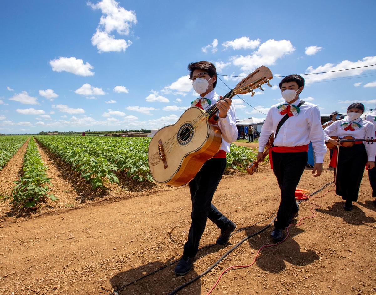 Homestead-Miami Mariachi Conservatory students walk through the Okra fields before performing at a Cinco de Mayo celebration hosted by The Mexican-American Council, with Congresswoman Debbie Mucarsel-Powell in attendance, at Sifuentes Farms in Homestead, Florida on Tuesday, May 5, 2020.