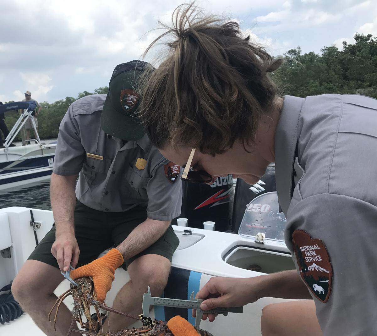 Michael Hoffman and Cate Gelston, biological science technicians with Biscayne National Park, measure lobsters that anglers brought in to Black Point Marina in South Miami-Dade County on Wednessday, July 24, 2019, day one of the 2019 lobster miniseason.