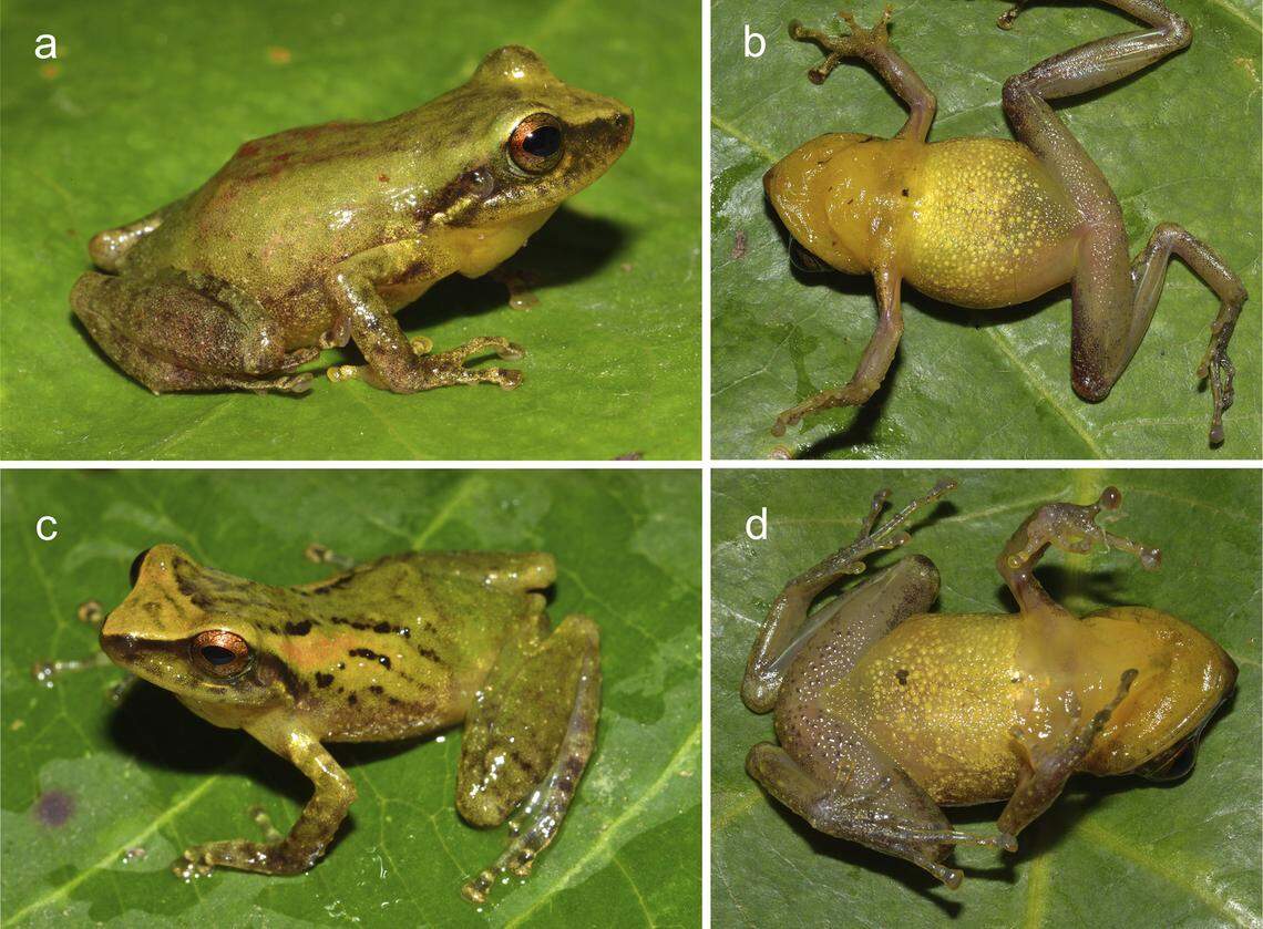 The brightly colored creatures have a green back and yellow belly.