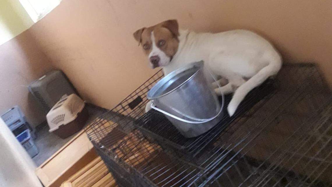 Hurricane Dorian devastated the Humane Society of Grand Bahama on Monday, Sept. 2, 2019. Rescue organizations are working to get surviving animals out.