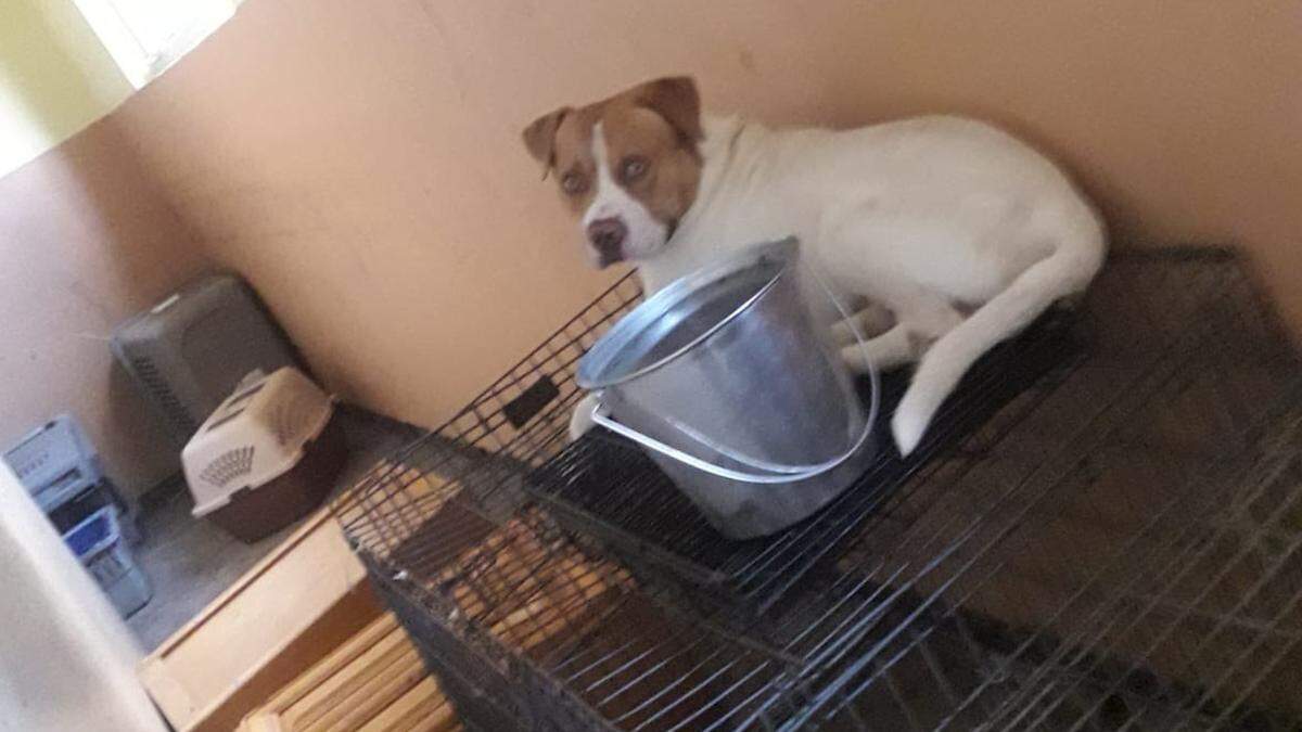 Hurricane Dorian devastated the Humane Society of Grand Bahama on Monday, Sept. 2, 2019. Rescue organizations are working to get surviving animals out.