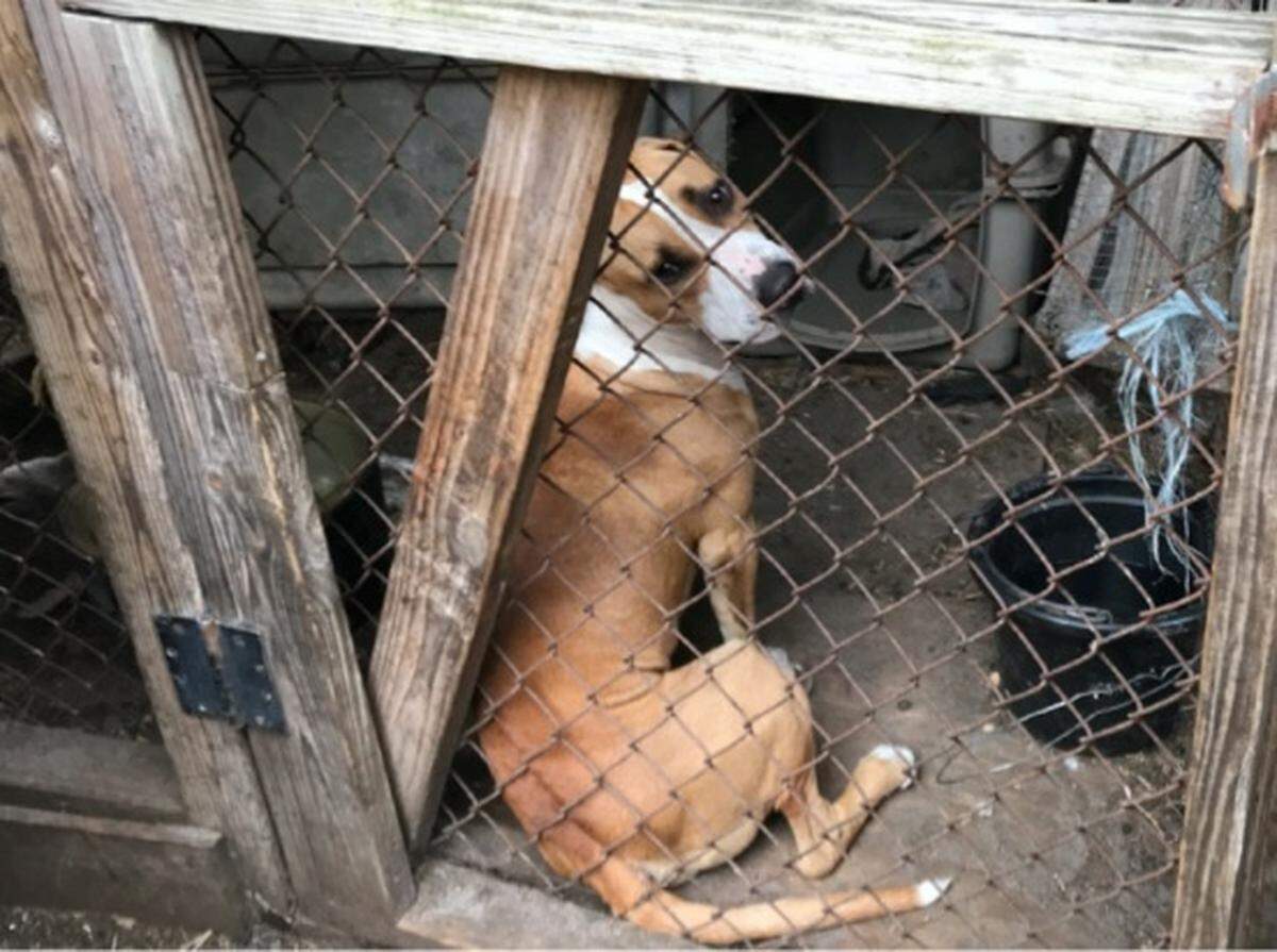 More than 300 malnourished animals were found on a Sunrise farm. At least 17 animals were either dead or had to be euthanized because of their deteriorating conditions. On Sunday, Aug. 12, 2018, the manager of the  farm was arrested and charged with animal cruelty.