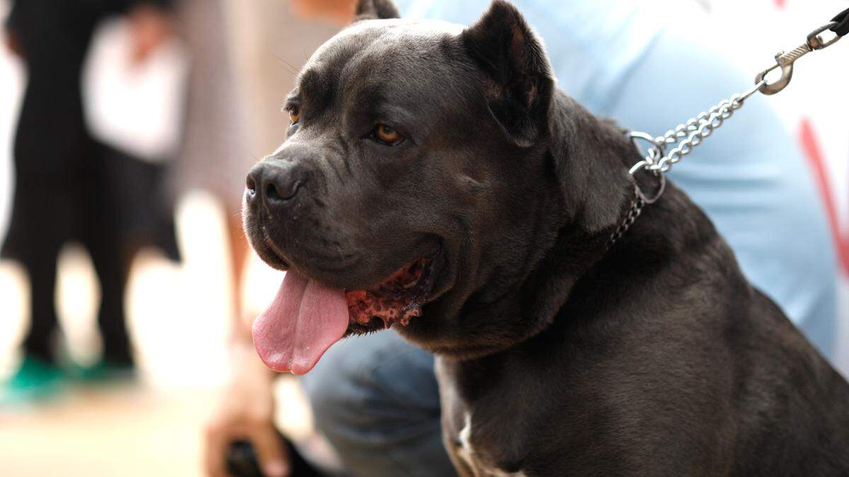 Cane corso dogs were searched more than any other breed, nationwide results show.