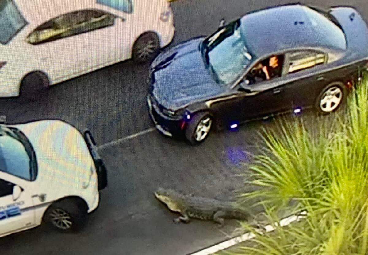 Seminole County Sheriff’s Office posted this image from a Fox 35 broadcast to its Facebook page of an alligator causing a traffic jam on State Road 417 on April 27, 2022.