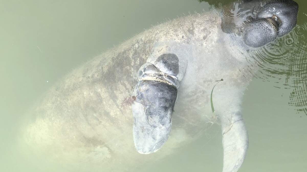 A Florida Keys manatee needs help as it has become entangled in fishing line.
