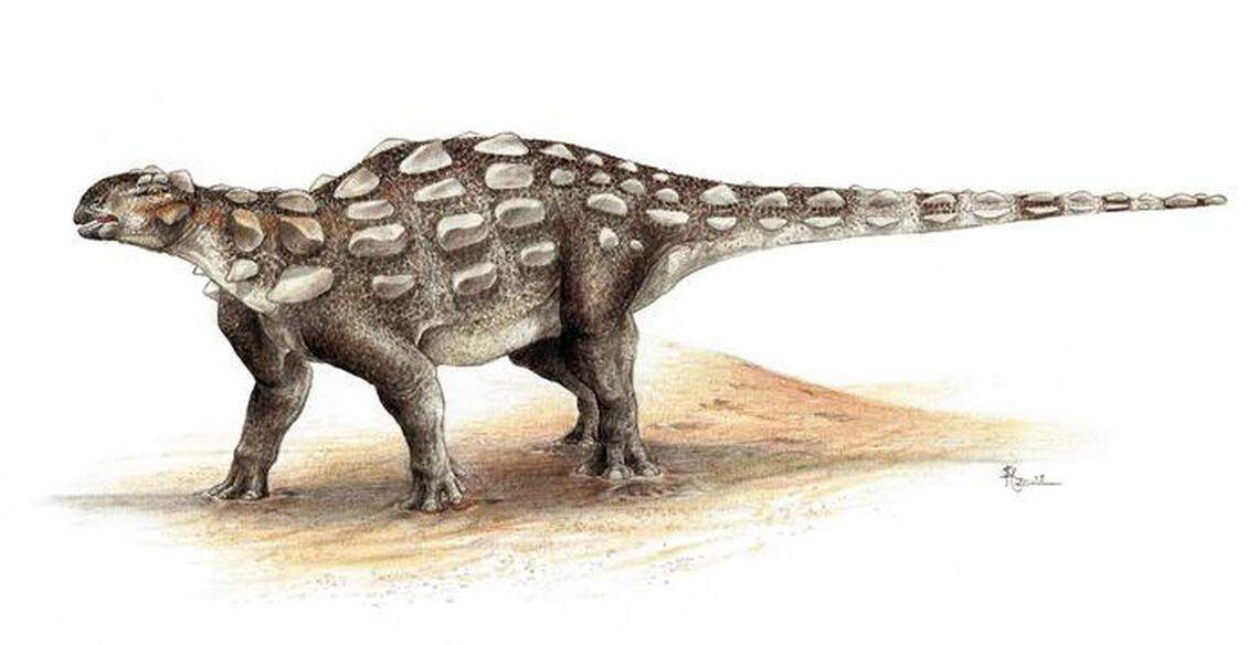 The dinosaurs were armored and had a club tail, researchers said.