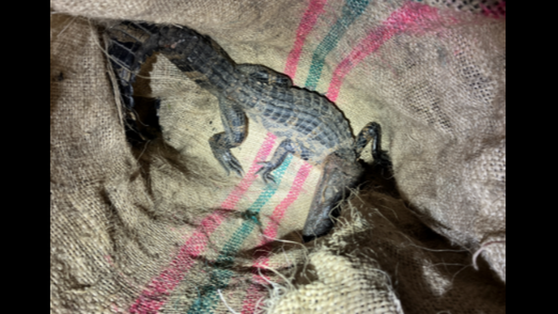“The alligator was being kept in the rear of the vehicle in a burlap bag,” FWC said in an incident report.