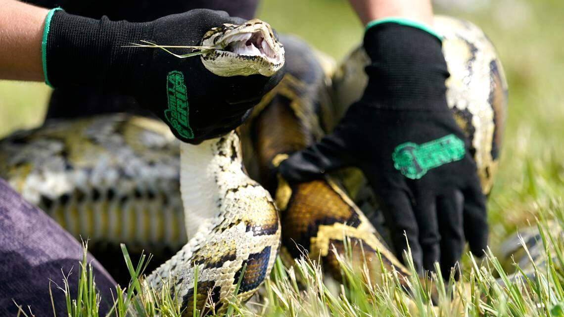 A Burmese python is held during a safe capture demonstration on June 16, 2022, in Miami. A 19-year-old South Florida man captured 28 Burmese pythons during a 10-day competition that was created to increase awareness about the invasive species, and the threats they pose to the state’s ecology. Matthew Concepcion was among the nearly 1,000 participants in the annual challenge.