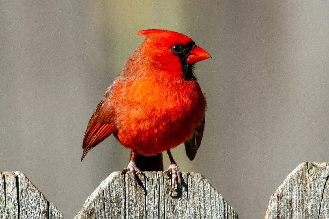 A typical male northern cardinal is completely bright red, with some brown on its wings, and has a pointed crest on its head.