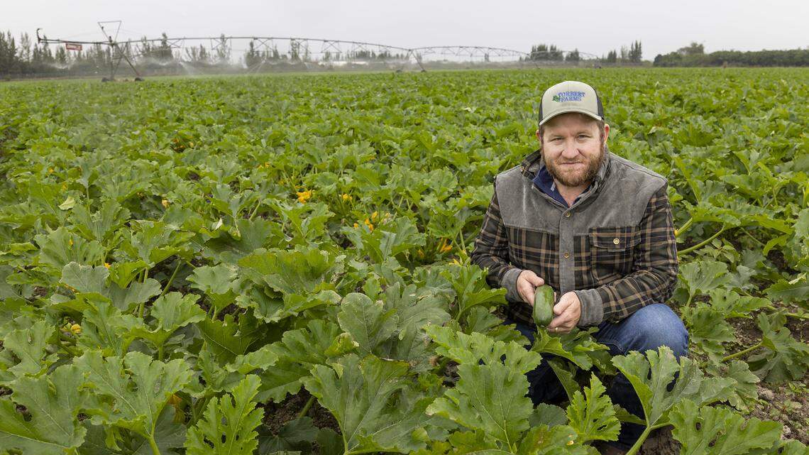 Farm manager David Torbert, 32, holds a zucchini as an irrigation system waters his crops to prepare them for a cold front expected over the weekend and into next week across South Florida on Friday, Jan. 30, 2026, in Homestead, Fla.