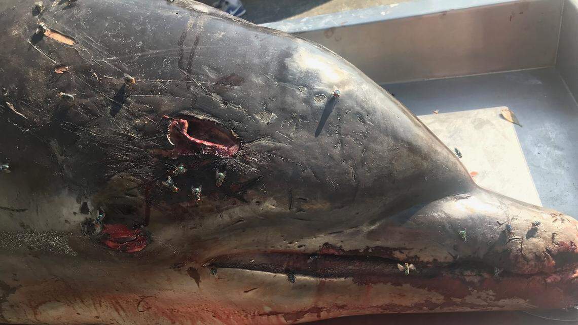 Officials are offering up to $38,000 for anyone who can help find the person who impaled a live bottlenose dolphin in the head, near Cape Coral.
