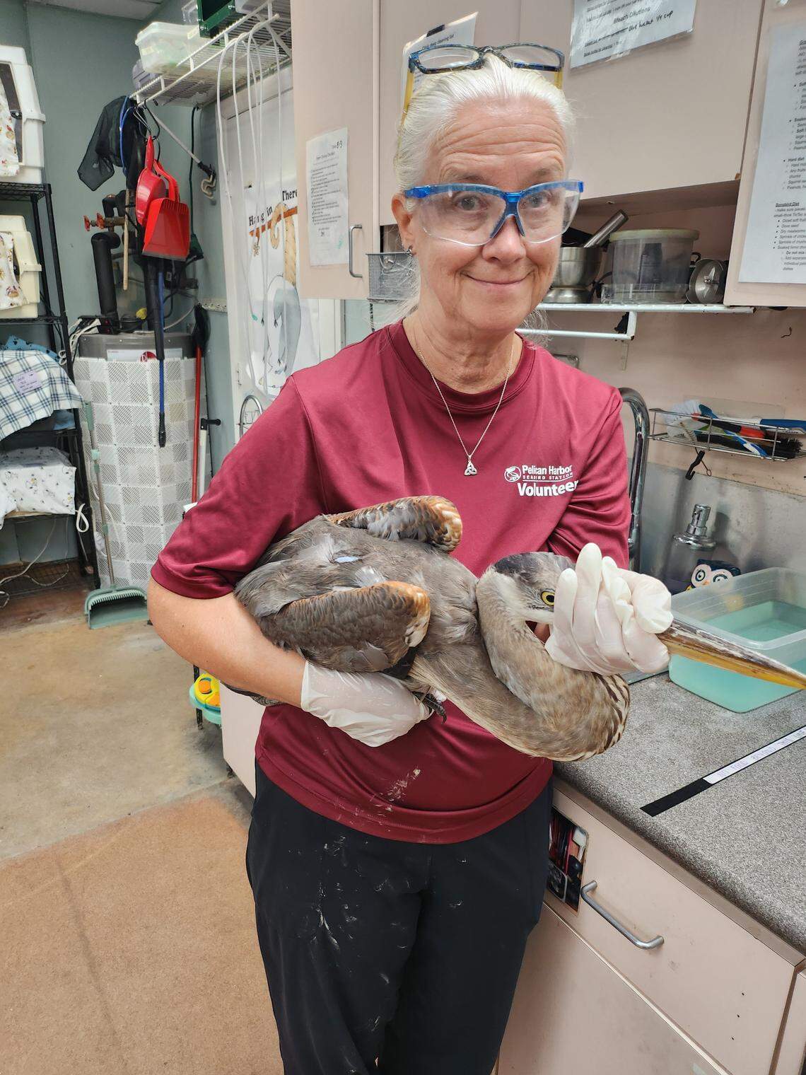 Pelican Harbor Seabird Station Clinic Volunteer Judy holds a recovering Great Blue Heron.