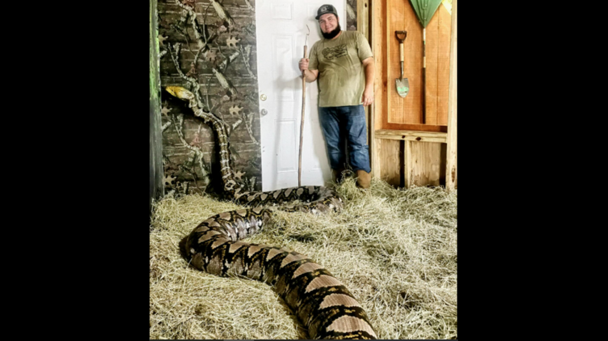 Goldie the python was believed to be among the biggest snakes in captivity at more than 25 feet in length, according to Skunkape Headquarters in Ochopee, Florida.