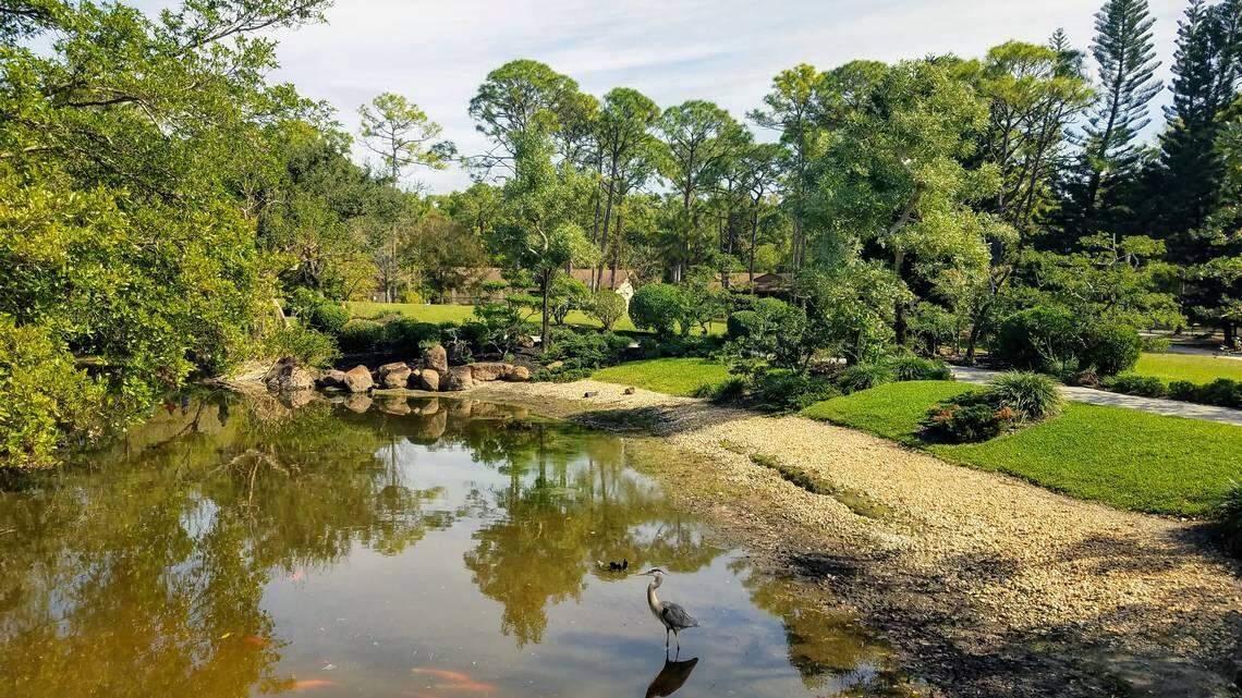 A heron wades in the water at the Morikami gardens.