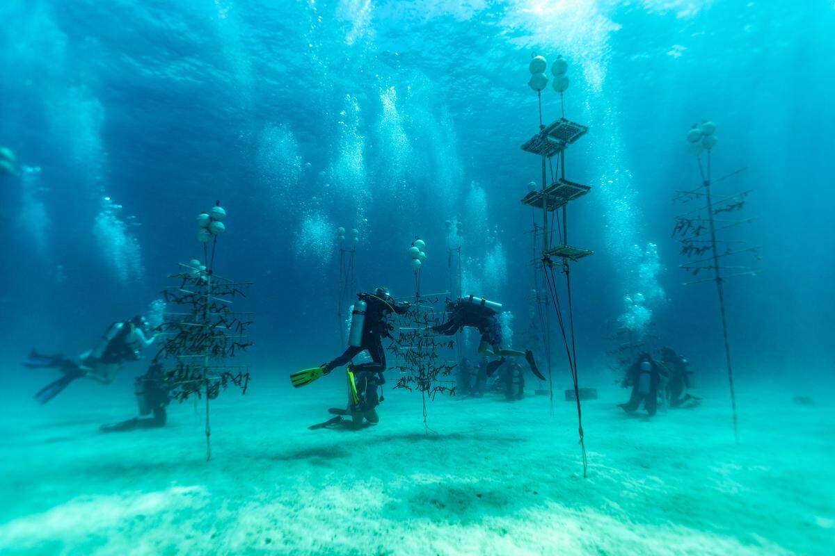 UM Rosenstiel School scientists and volunteer divers collect healthy coral from the Paradise Reef nursery to be outplanted in an adjacent reef during a Rescue A Reef coral restoration dive out of Diver’s Paradise dive shop located at Crandon Marina in Key Biscayne, Florida, on Friday, August 4, 2023. Rosenstiel School scientists are working to establish a new restoration research site off Miami to identify and better understand the heat tolerance of certain coral species and genotypes during bleaching events like this.