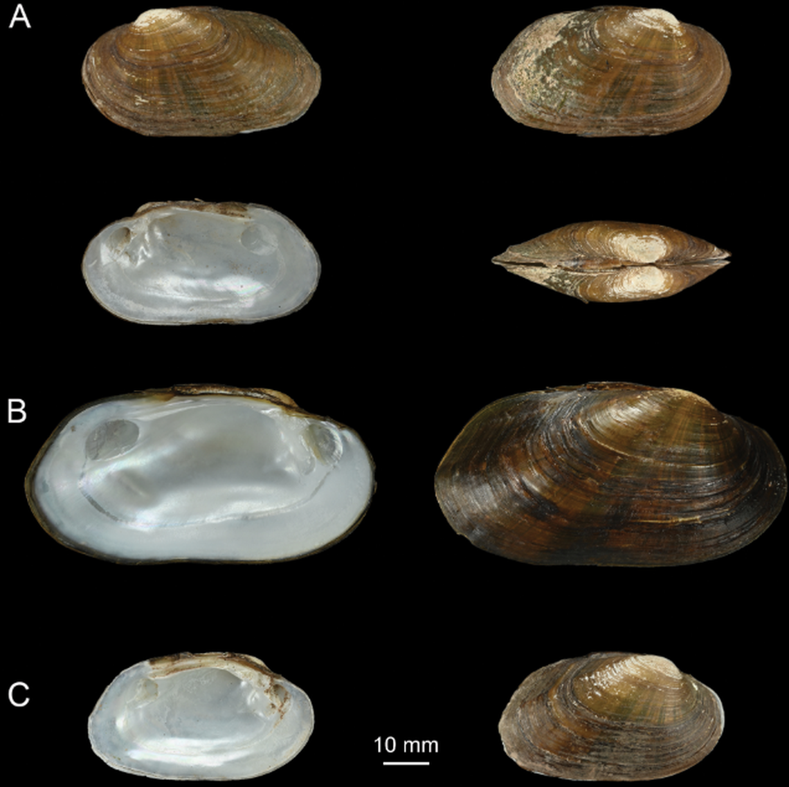 The brightband Tongchuan mussel was named for the yellow-green band on the shell.
