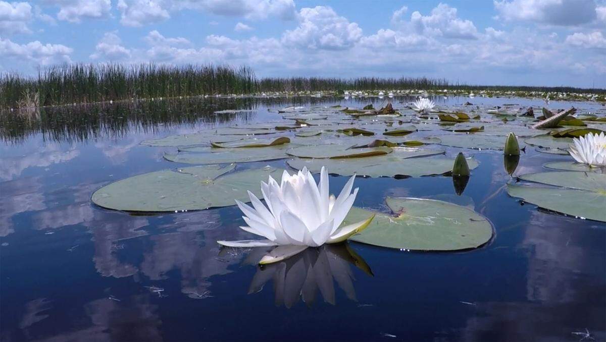 South Bay, Florida: Water lotus on a manmade stormwater treatment marsh at Stormwater Treatment Area 1 West.