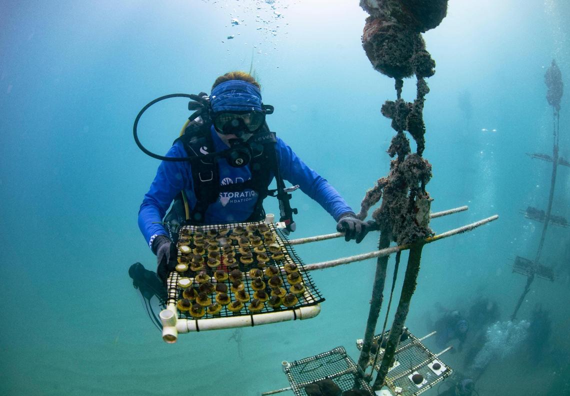 A Coral Restoration Foundation staff member counts and monitors coral fragments after returning them to the nursery on Monday, Nov 20, 2023, off of the coast of Tavernier in the Florida Keys. These coral fragments were taken out of the nursery to enable their survival earlier in the year, and as temperatures cooled, were returned to the ocean.