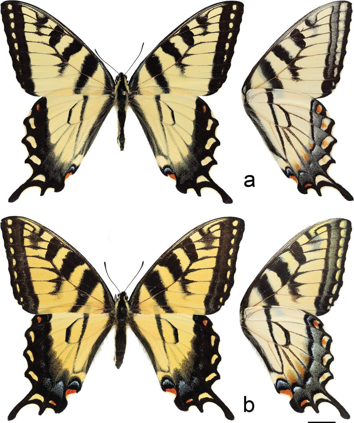 The males are more “mustard yellow,” while the females are lighter in color.