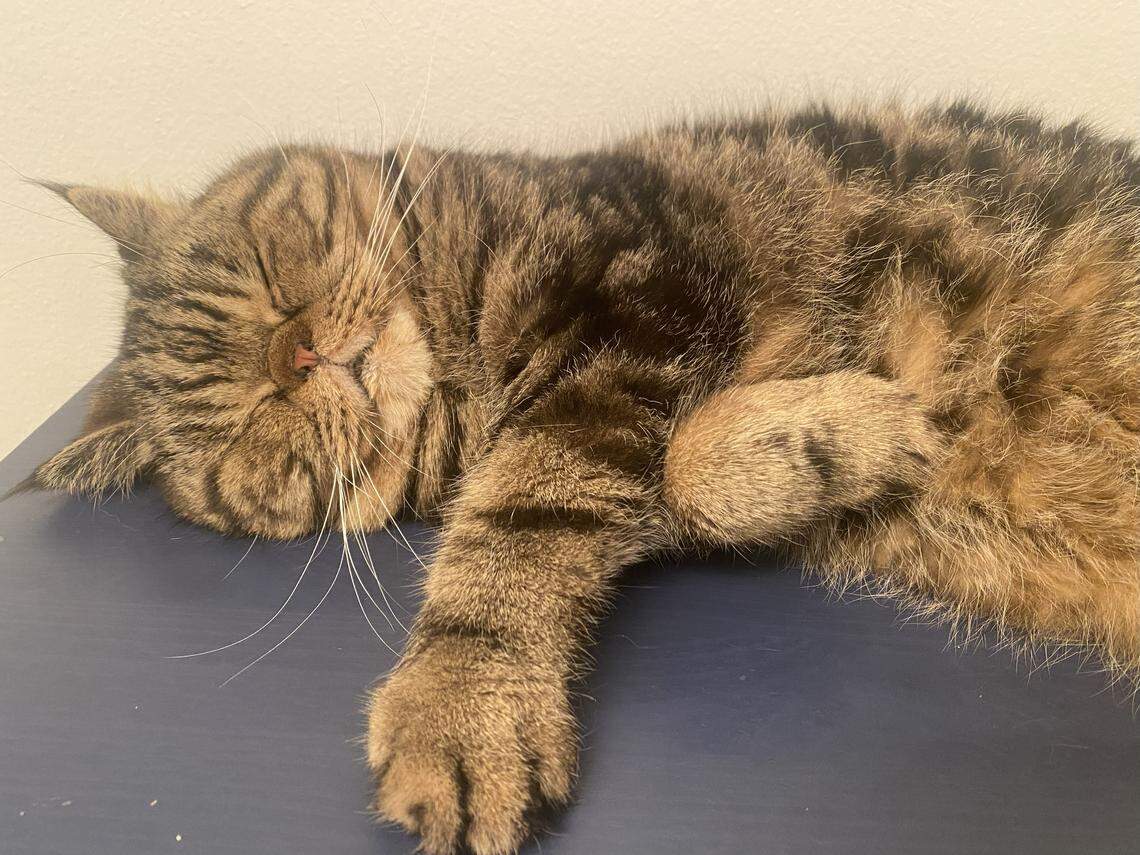 Eric and Luciana’s exotic short hair 14-year-old cat, Gato, doing what cats do best. Sleeping. This time, however, without his head under a pillow or tucked into his dad’s hand.