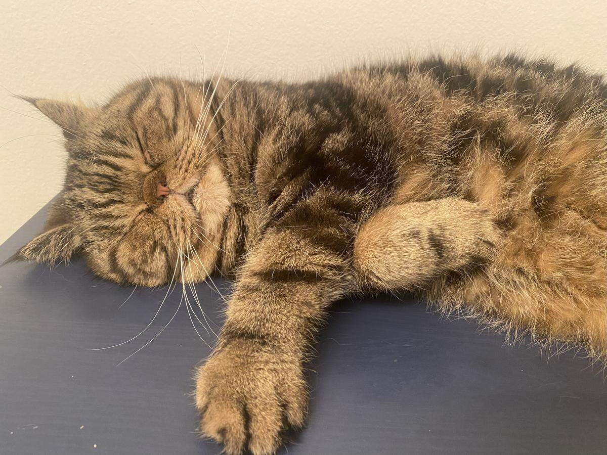 Eric and Luciana’s exotic short hair 14-year-old cat, Gato, doing what cats do best. Sleeping. This time, however, without his head under a pillow or tucked into his dad’s hand.