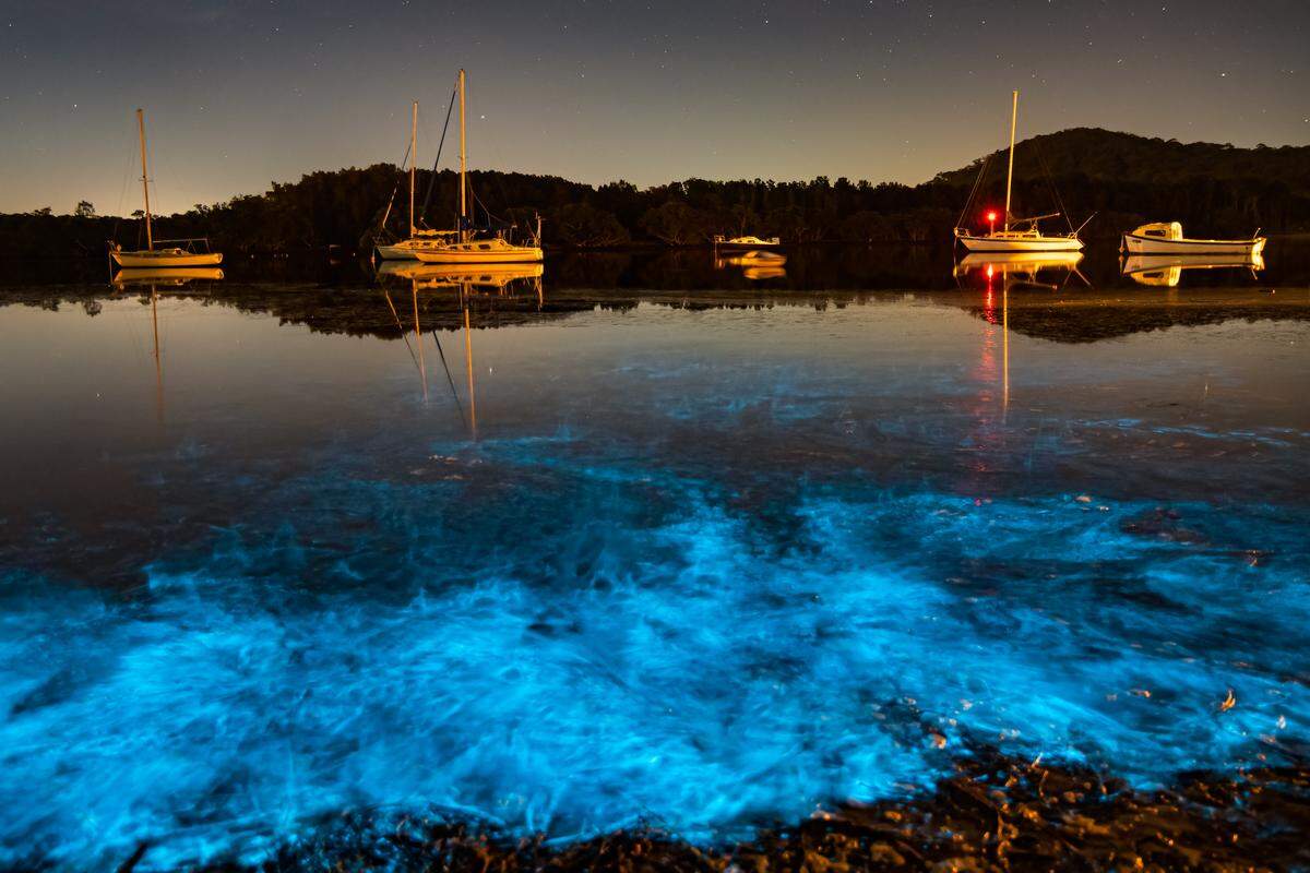 Bioluminescence is an incredible natural wonder.