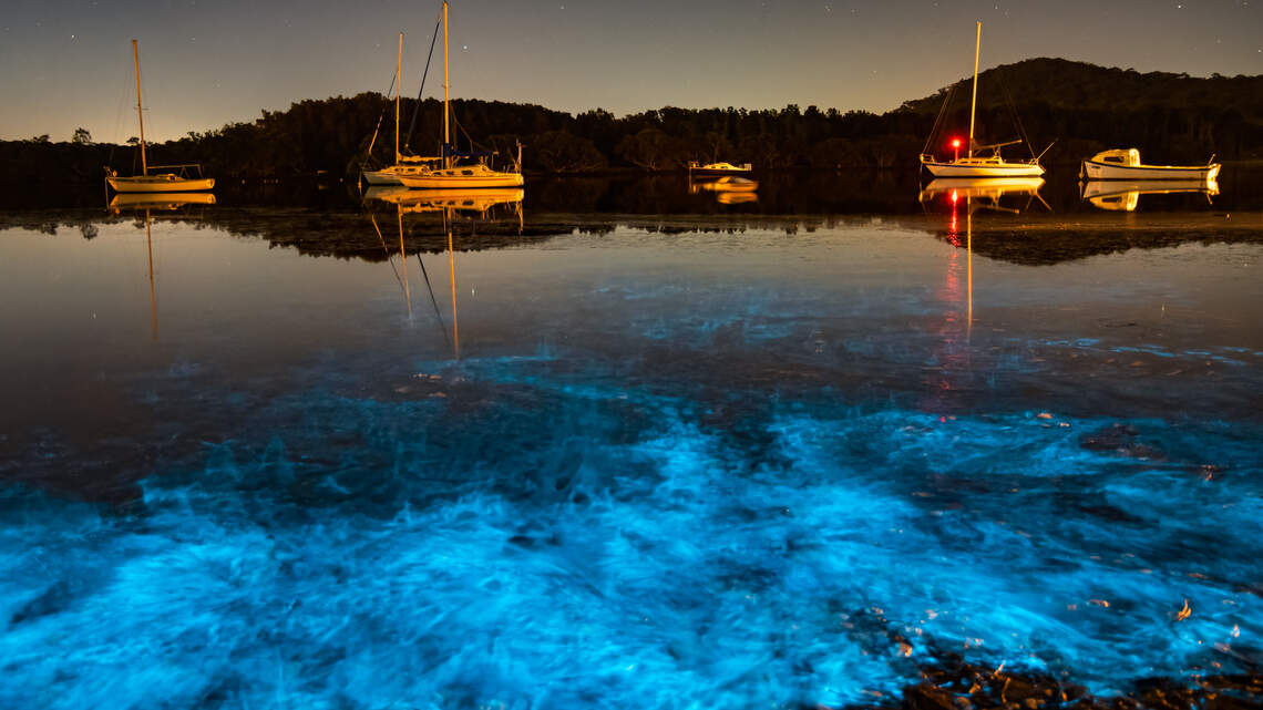 Electric-blue waves light up WA beaches. Find best spots to see bioluminescence