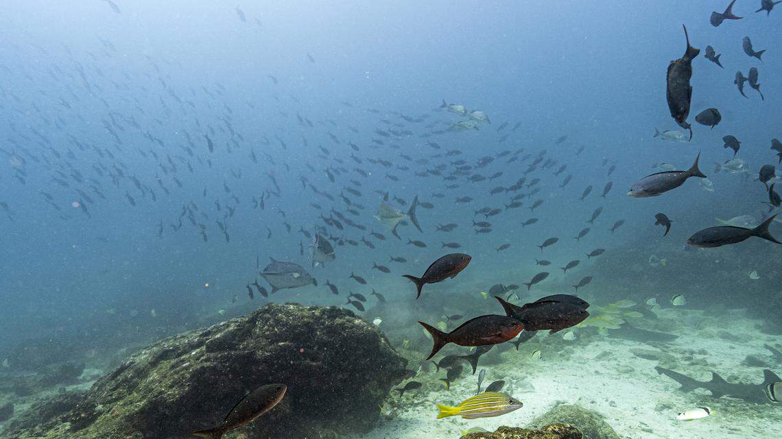 Underwater image of fish at the North Seymour Island dive site in the Galapagos archipelago, Ecuador, taken on March 8, 2024. Greenpeace on March 11, 2024, called for the creation of a high seas marine protected zone under a new UN treaty to secure a much wider area around Ecuador's famous Galapagos archipelago. (Photo by Ernesto BENAVIDES / AFP) (Photo by ERNESTO BENAVIDES/AFP via Getty Images)