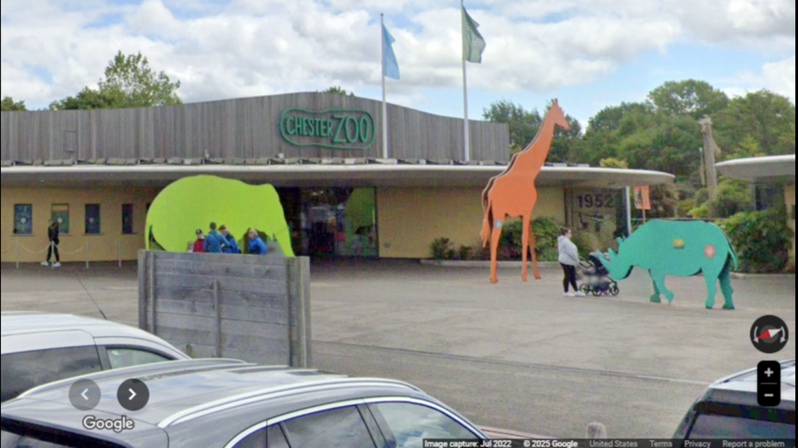 Rare predator travels 5,000 miles from CA to UK — for a date. See the bachelor