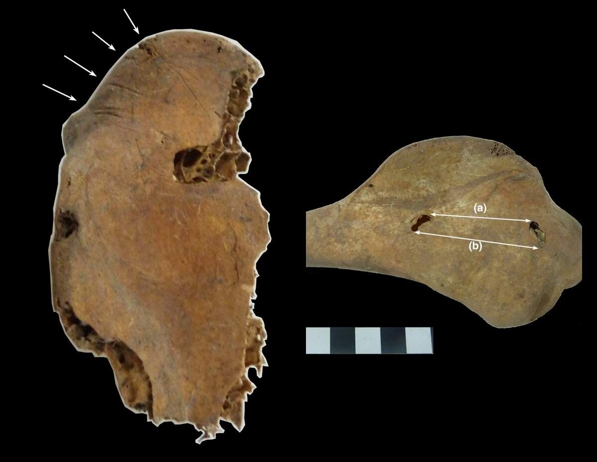 Bones with cut marks, left, and human teeth marks, right, show the birds were consumed before their inclusion in the burials, researchers say.