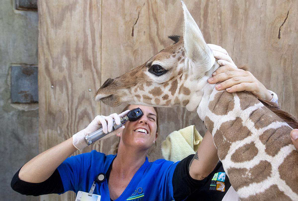 A Zoo Miami vet checks out newborn giraffe on July 22, 2019, as part of the neonatal and general physical exams.