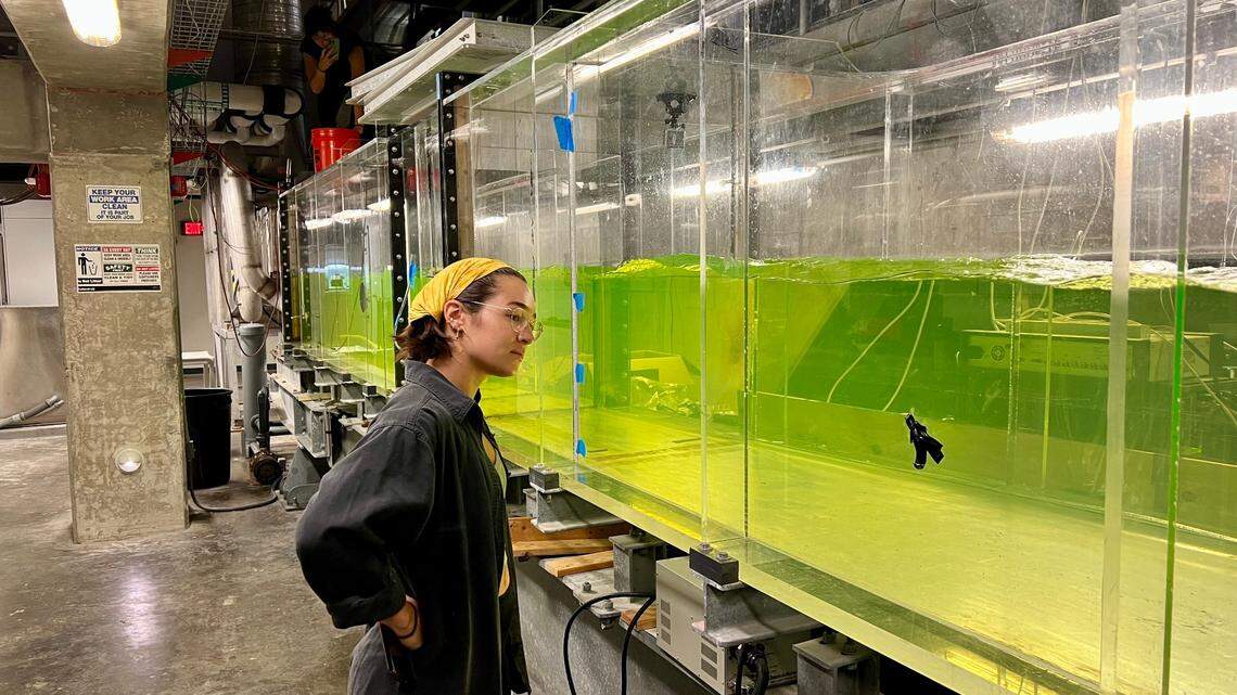 Can adding minerals to ocean curb climate change? Elon Musk backs UM grad’s research