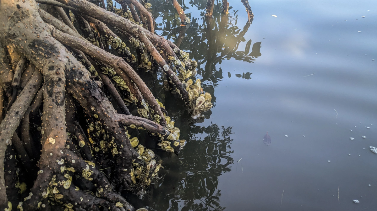 Oyster shells cling to mangrove roots in Mosquito Lagoon, the northernmost part of the Indian River Lagoon.