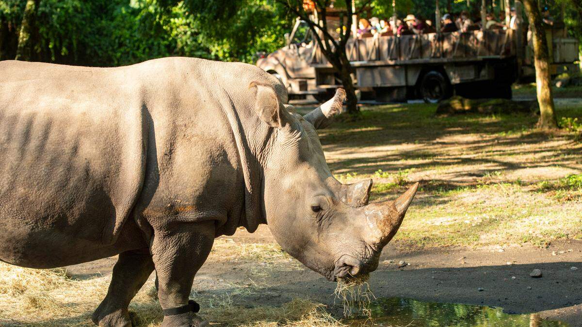 Helen, a white rhino at Disney’s Animal Kingdom theme park, is the first rhino at the park to wear a fitness tracker.