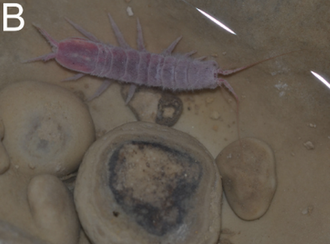 All the isopods in this genus are “eyeless,” according to the study.