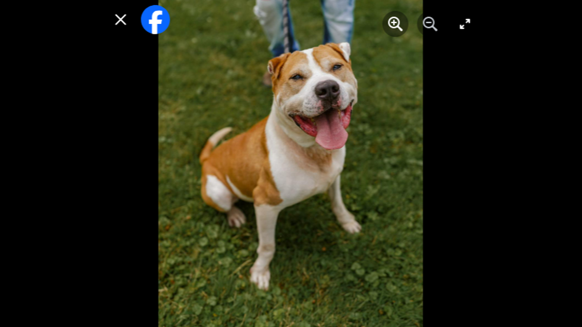 This photo shows a dog named Chino at an animal shelter in New York. He is in need of a home.