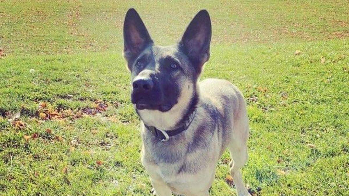 K9 Loki died after an accused drunk limo driver crashed into a stopped police car Sunday, Illinois police say.