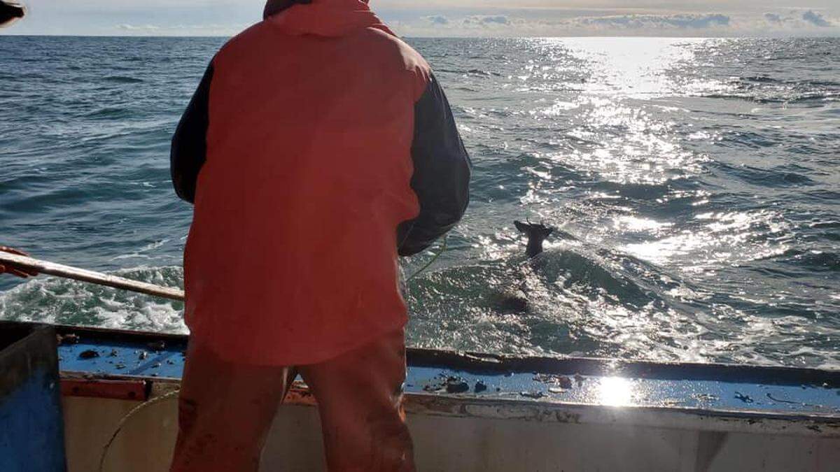 A lobster boat crew rescued a deer swimming 5 miles off the coast of Maine.