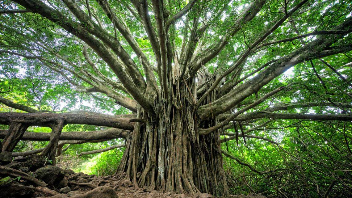 “I lifted the first rock under this huge banyan tree, and there it was,” the University of Sydney student said.