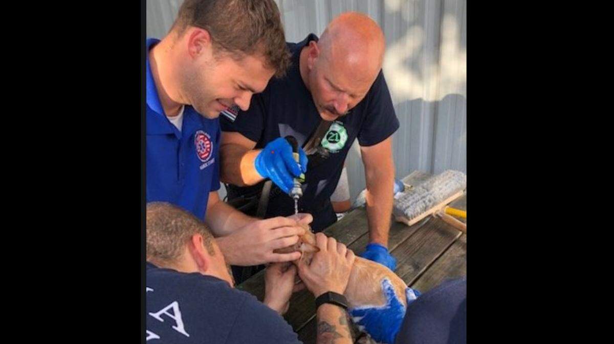 A crew from Alachua County Fire Rescue takes care of dog with fleas. Lieutenant Grant Bosier with the dropper of medicine, leads a group of unidentified paramedics in helping the pet, whose owner was hospitalized