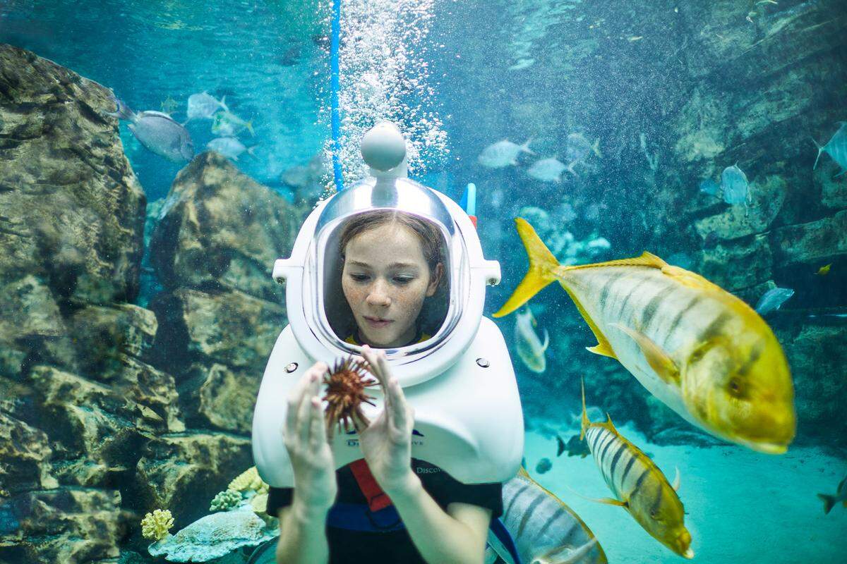 Get up close and personal with your favorite sea life at Discovery Cove.