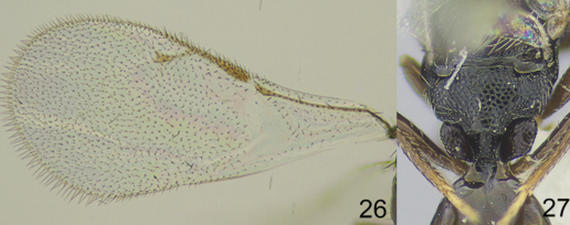 The small creatures’ forewings are smaller than half an inch long, researchers said.