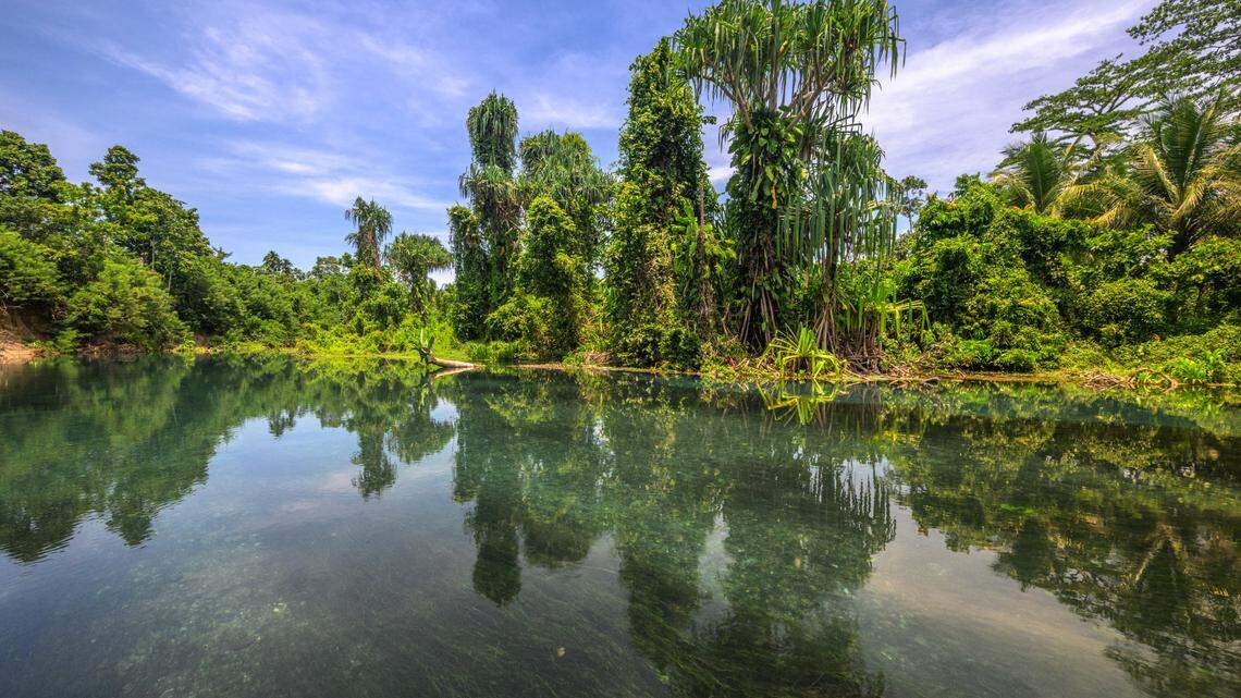 On the island of New Britain in Papua New Guinea, a species was considered “lost” for more than five decades before it was photographed for the first time.