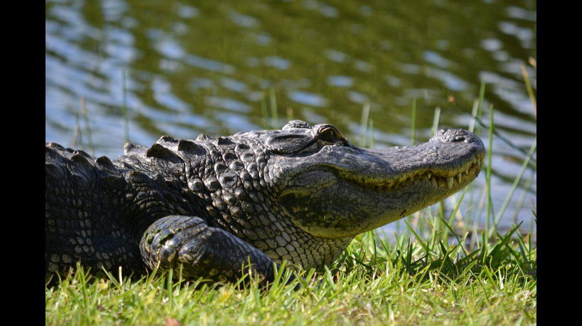 An alligator was spotted swimming after a deer during a “thrilling” chase. This file photo shows a gator in Bonita Springs, Florida.