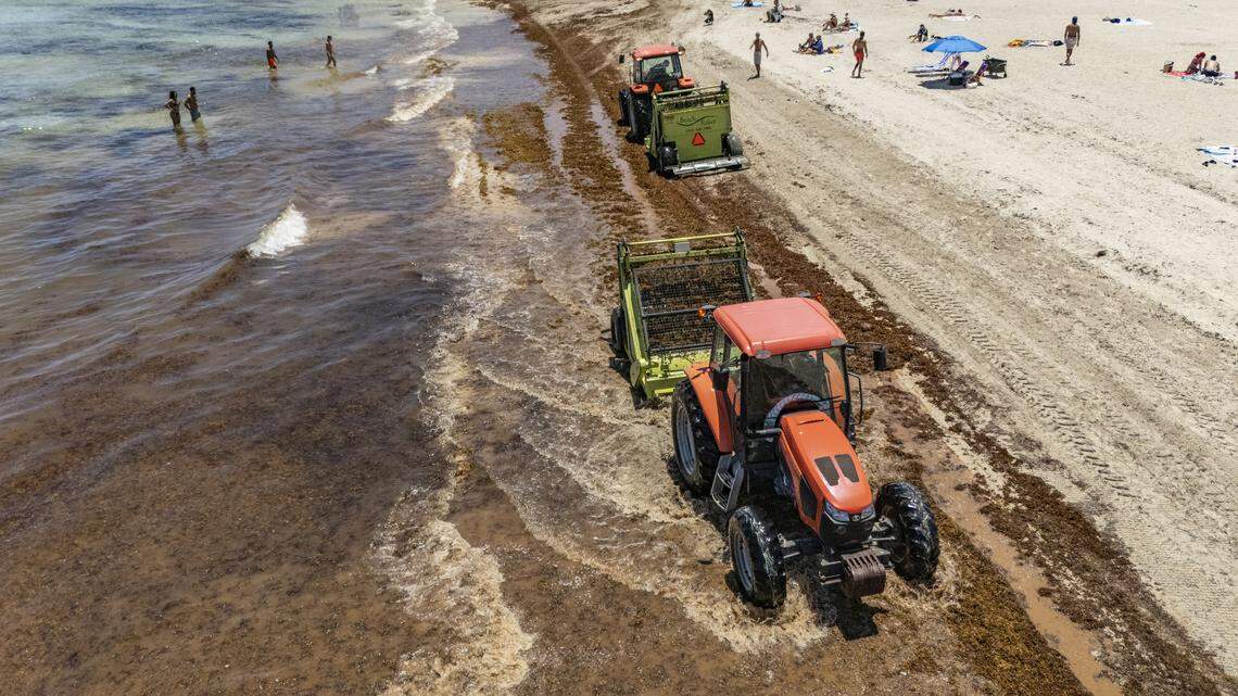 How bad is the sargassum in South Florida today? Here’s a way to check