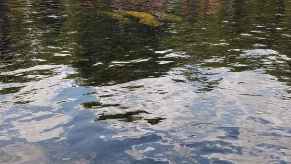 Tourists lining up for a glass bottom boat tour at Wakulla Springs.