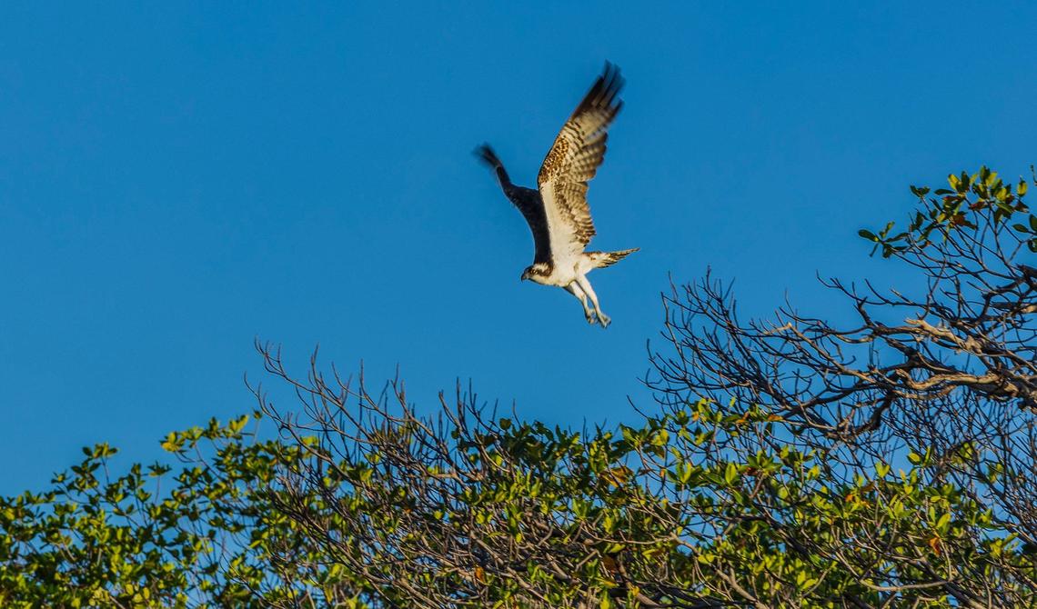 An Osprey bird flies around the Bird Key, a private island on Biscayne Bay that is now for sale as environmentalists are upset, because developers could build on the island, displacing all the birds, on Thursday, May 23, 2024.